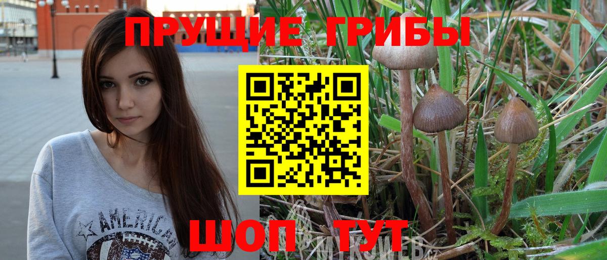 Галлюциногенные грибы Psilocybe Губкинский