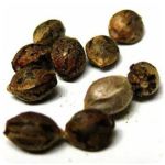 Семена марихуаны АК-47  (Seeds AK-47) в Губкинском